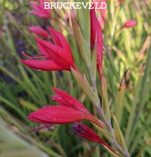 Schizostylis coccinea 'Major'