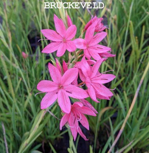 Schizostylis coccinea 'Sunrise'