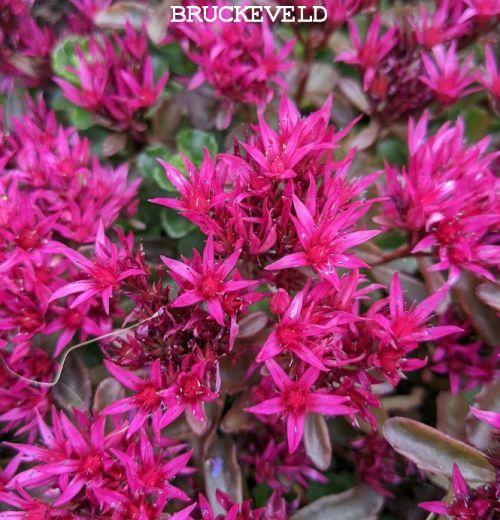 Sedum spurium 'Coccineum'