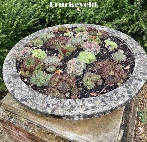 Sempervivum