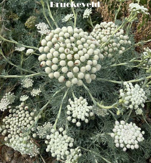 Seseli gumiferum