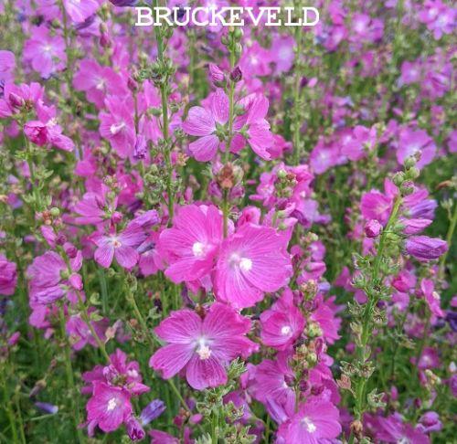 Sidalcea 'Partygirl'