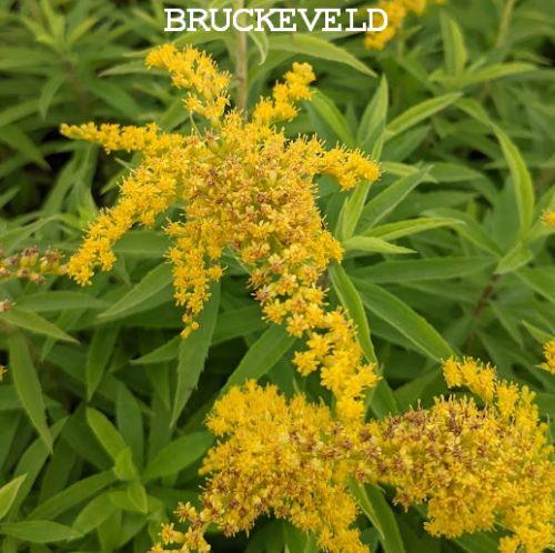 Solidago 'Strahlenkrone'