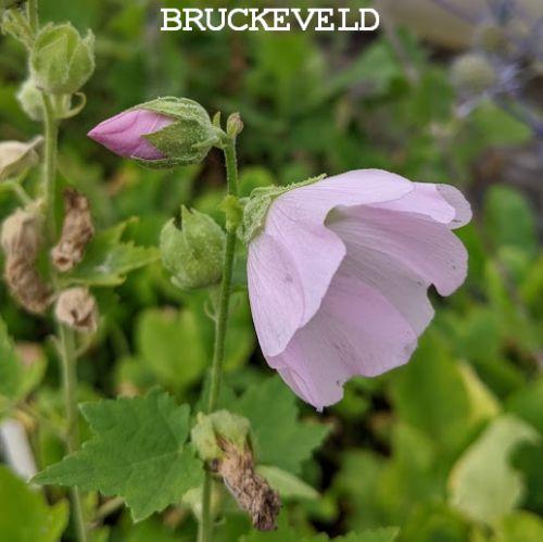 Spaeralcea remota (Iliamna)