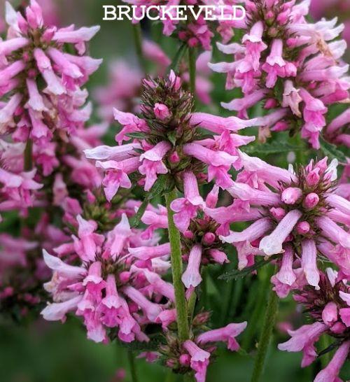 Stachys officinalis 'Ukkie'