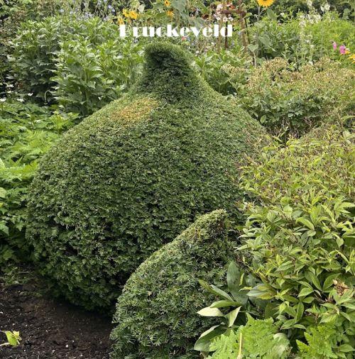Taxus baccata