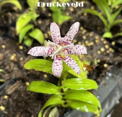 Tricyrtis hirta 'Miyazaki'