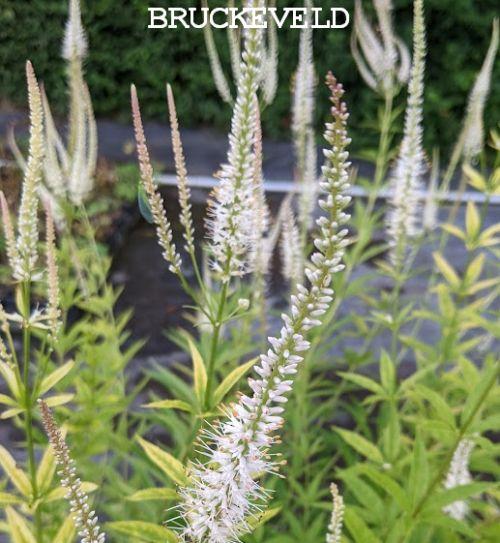 Veronicastrum vir. 'Album'