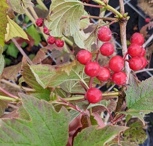Viburnum opulus  GELDERSE ROOS