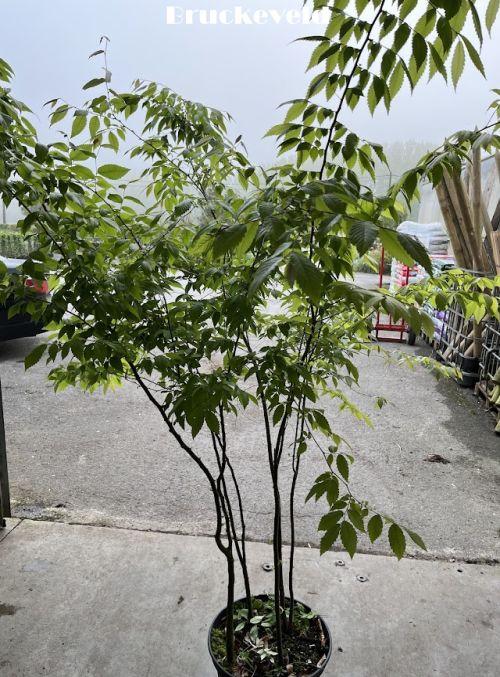 Zelkova serrata  meerstammig