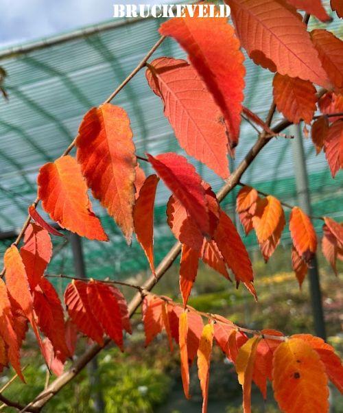 Zelkova serrata  meerstammig