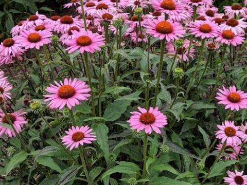 Echinacea purpurea 'Augustkönigin'ch.jpg