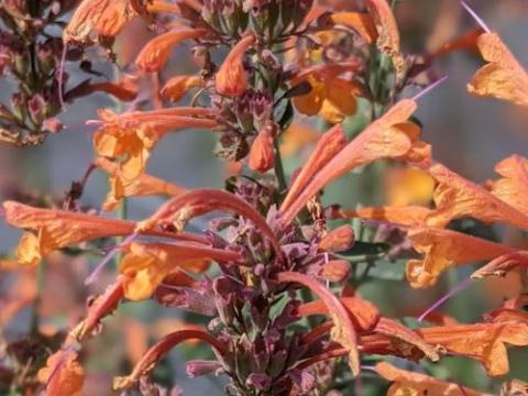Agastache 'Tango' (aurantiaca)