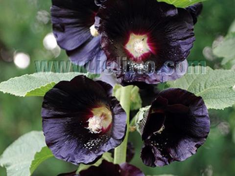 Alcea rosea var. 'Nigra'