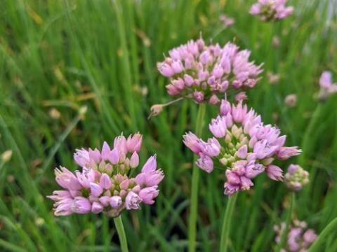 Allium senescens