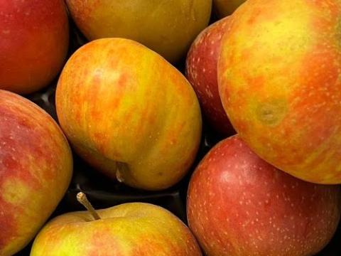 APPEL Belle de Boskoop