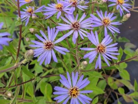 Aster Dum. 'Prof.Anton Kippenberg'