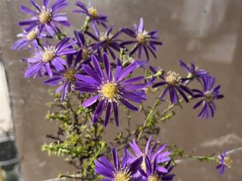 ASTER NOVI-BELGII Donkerblauw