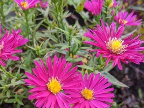 Aster n-b. 'Winston Churchill'