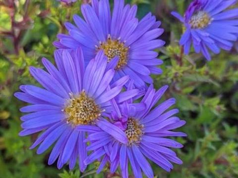 Aster dum. 'Wood's Purple'