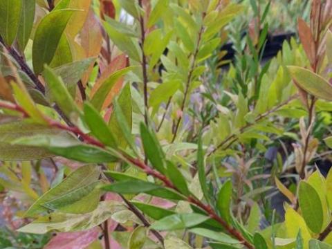 Callistemon citrinus