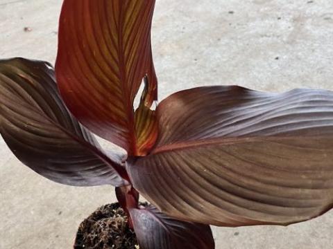 Canna 'RedVelvet'