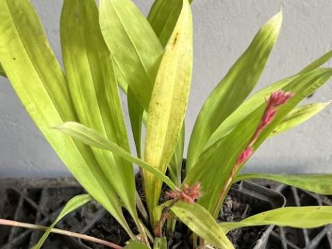 Carex scaposo