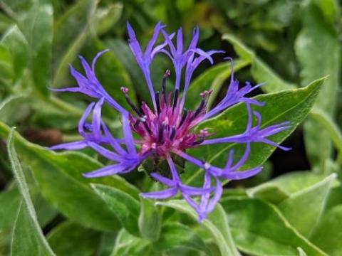 Centaurea montana