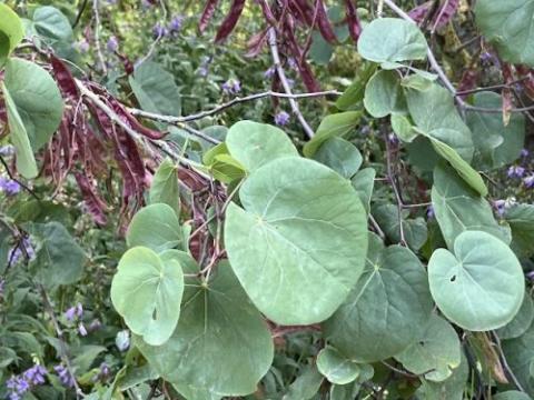 Cercis siliquastrum