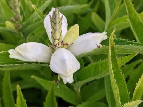 Chelone obliqua 'Alba'