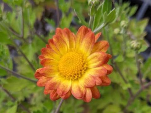 Chrysanthemum ' Dernier Soleil' (indicum)