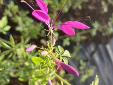 Cleome spinosa 'Violet Queen'