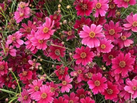 Coreopsis verticillata 'Ruby Red'
