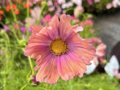 Cosmos bipinnatus 'Apricotta'