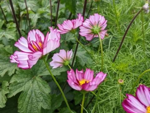 Cosmos bipinnatus 'Picotee'