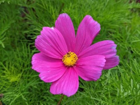 Cosmos bipinnatus 'Vega'