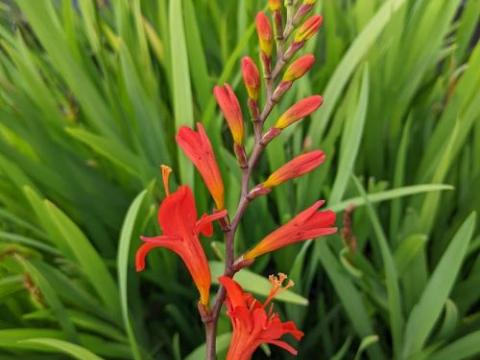 Crocosmia 'Carmine Brillant'