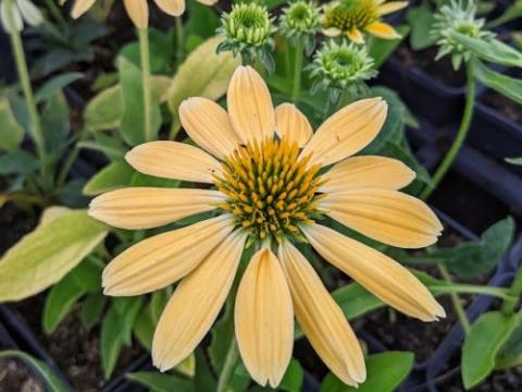 Echinacea purpurea 'Mellow Yellows'