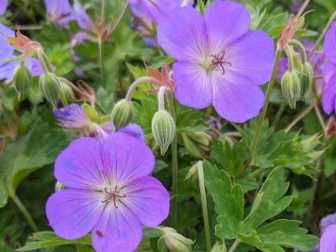 Geranium 'Azure Rush' ®