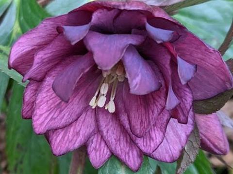 Helleborus ori.  'Double'