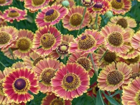 Helenium 'Fuego' PBR