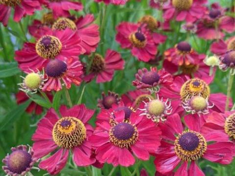 Helenium 'Rubinzwerg'