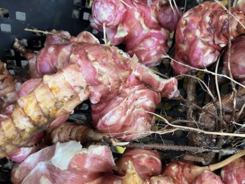 Helianthus tuberosus