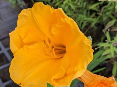 Hemerocallis 'Golden Nuggets'