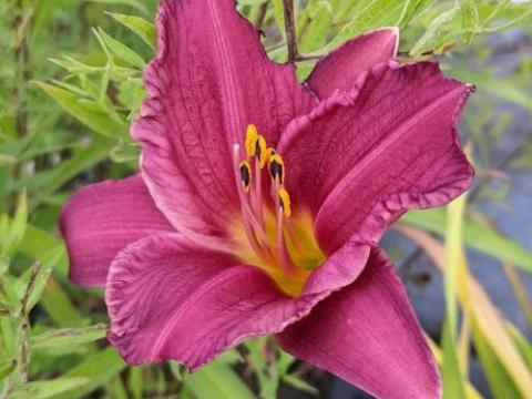 Hemerocallis 'Summerwine'