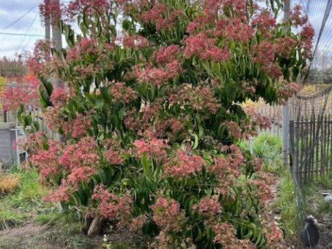Heptacodium miconioides