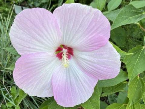 Hibiscus moscheutos 'Galaxy White'