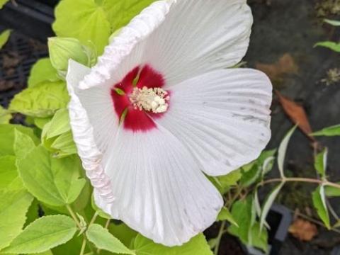 Hibiscus moscheutos 'Galaxy White'
