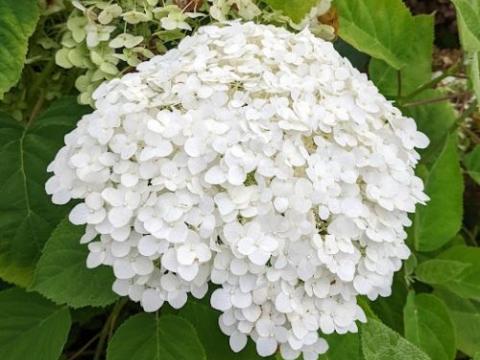 Hortensia zie HYDRANGEA