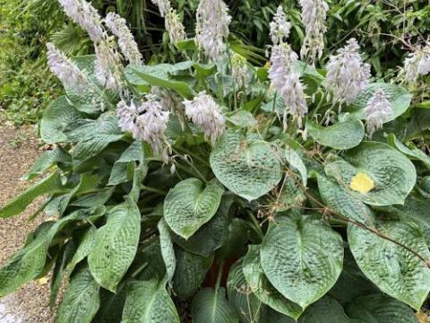 Hosta 'Elegans  (sieboldiana) gescheurd